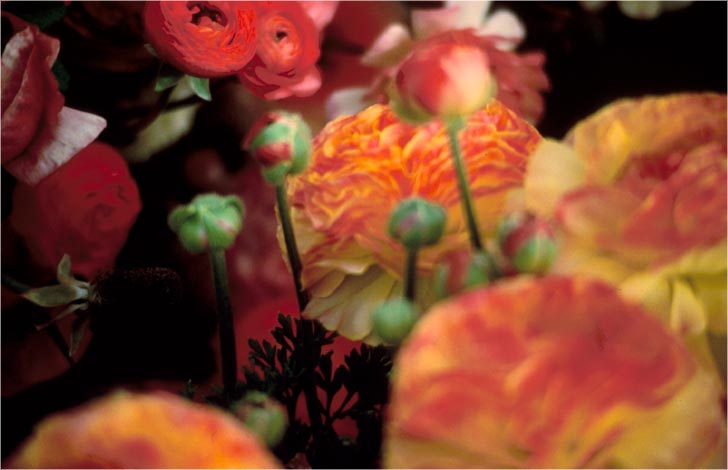 Flowers 1