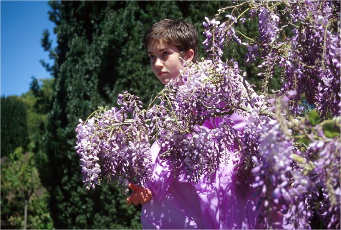 Wisteria Deva