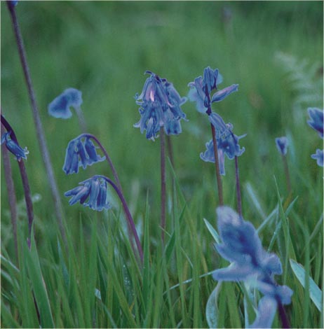 Blue Bells