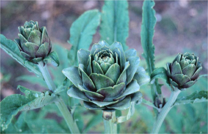 Artichoke Flower