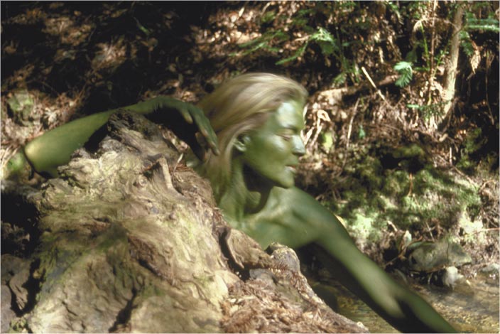 Enchanted Forest